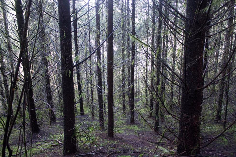 OSU McDonald-Dunn Research Forest-科瓦利斯必去景点