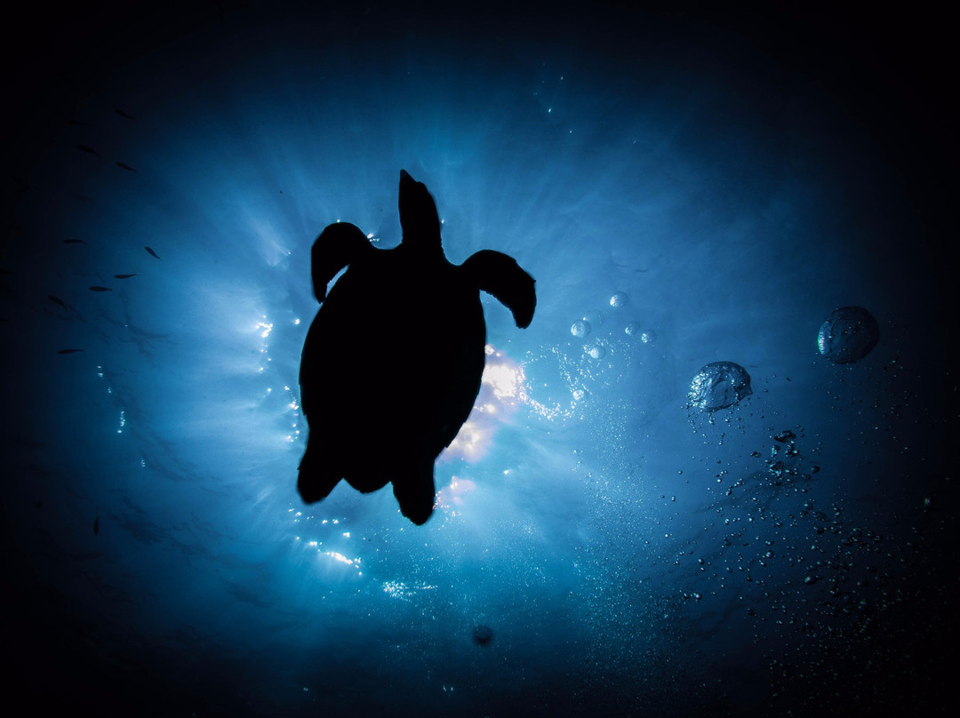 Kembali Diving-皮索里必去景点