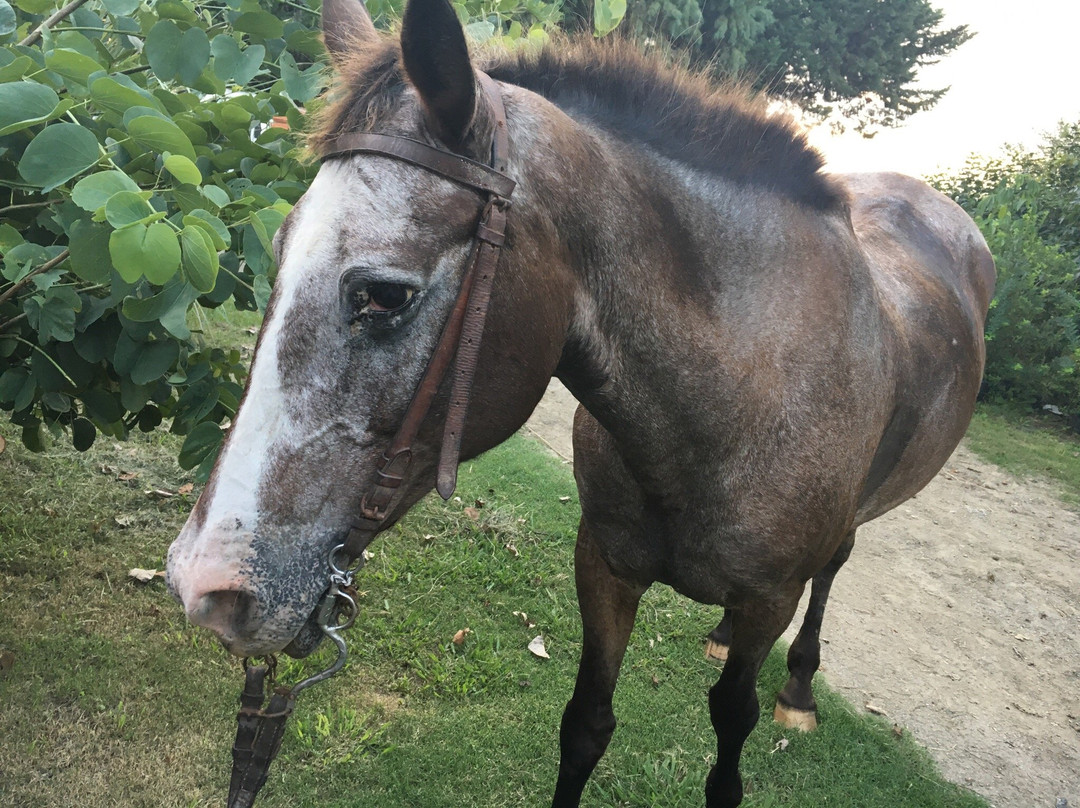 Cabalgatas Ikebana Colonia-科洛尼亚·德尔萨克拉门托城必去景点