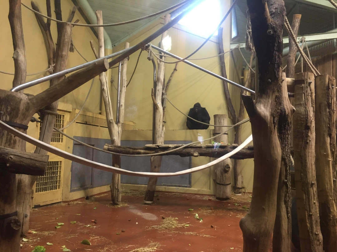 Show Zoo景点图片