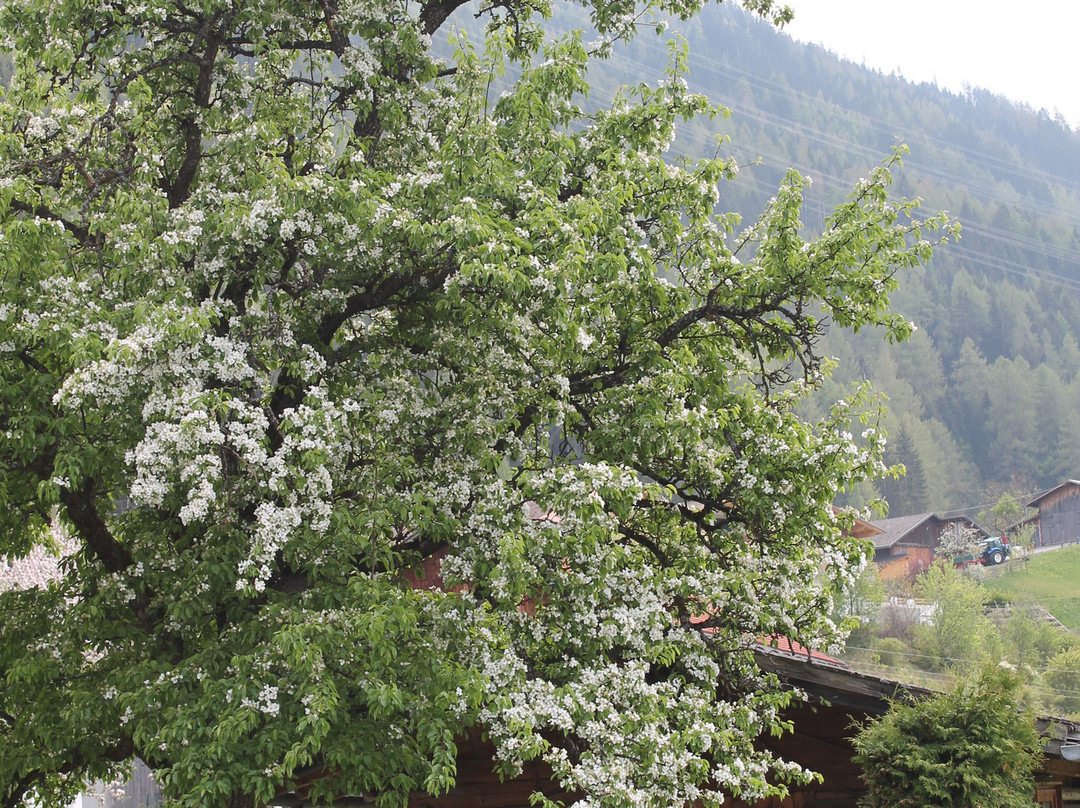 Ferienwohnungen Thoeni主图