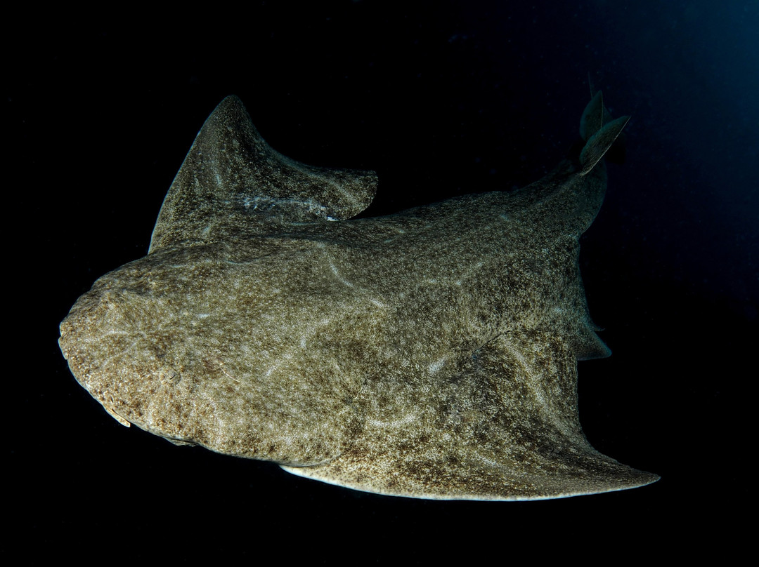 Euro-Divers Lanzarote-卡门港必去景点