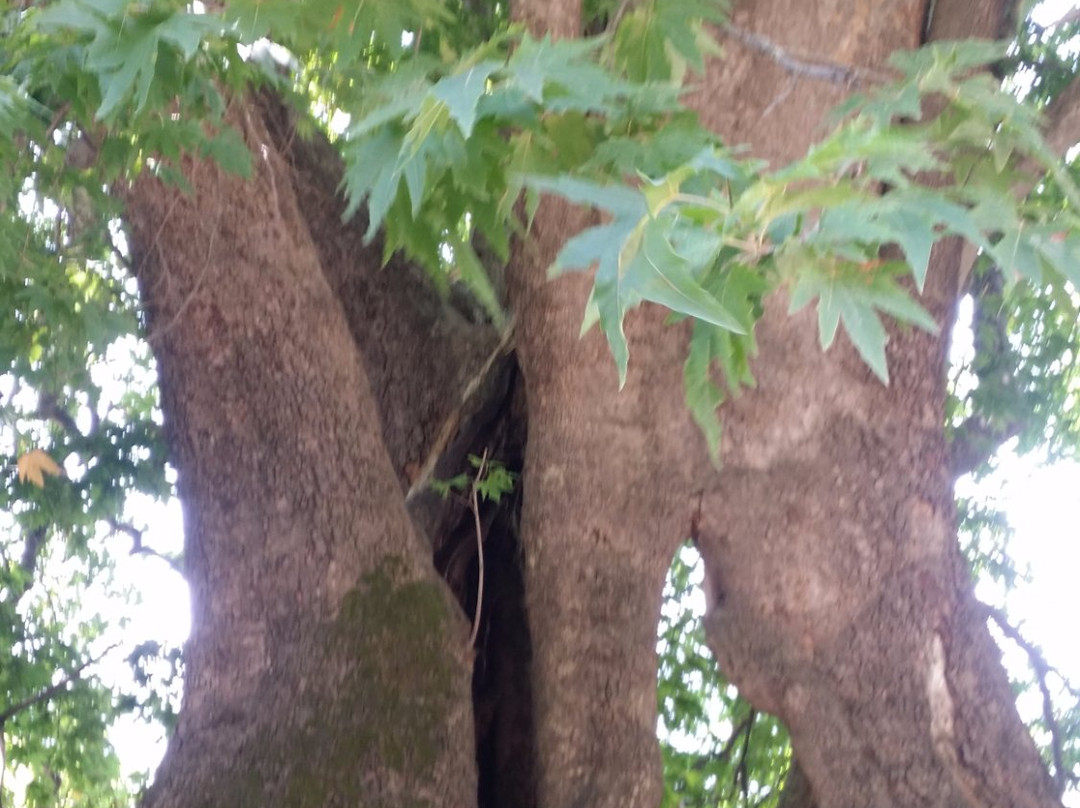 Tnjri (Platan Tree)-Martuni必去景点