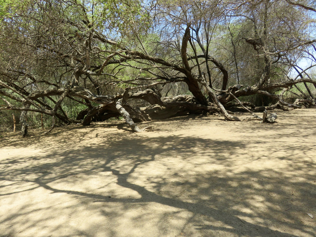Santuario Histórico Bosque de Pómac-Ferrenafe必去景点