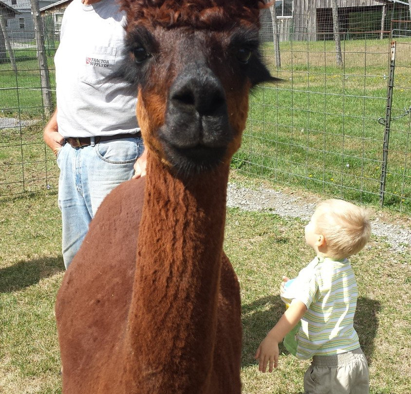 Home Again Alpaca Farm景点图片