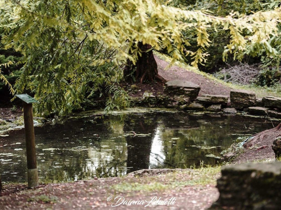 Orto Botanico delle Conifere景点图片