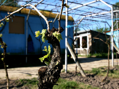 Britzer WeinKultur-柏林必去景点