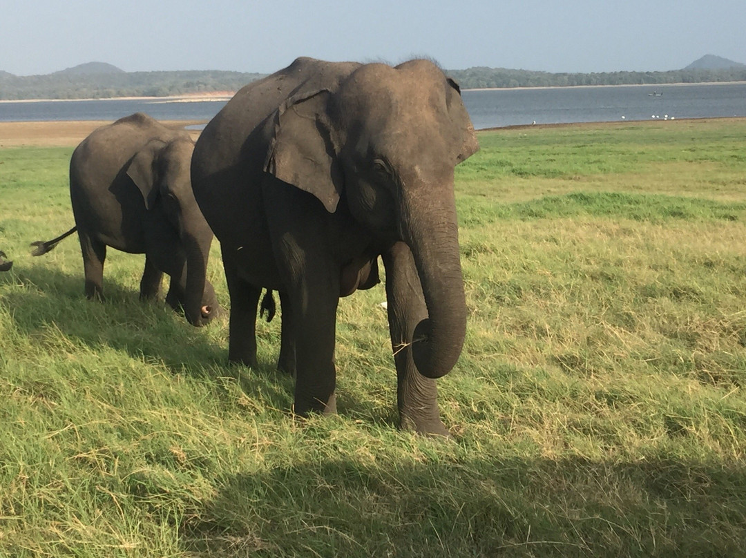 Sarath Safari Sigiriya-锡吉里亚必去景点