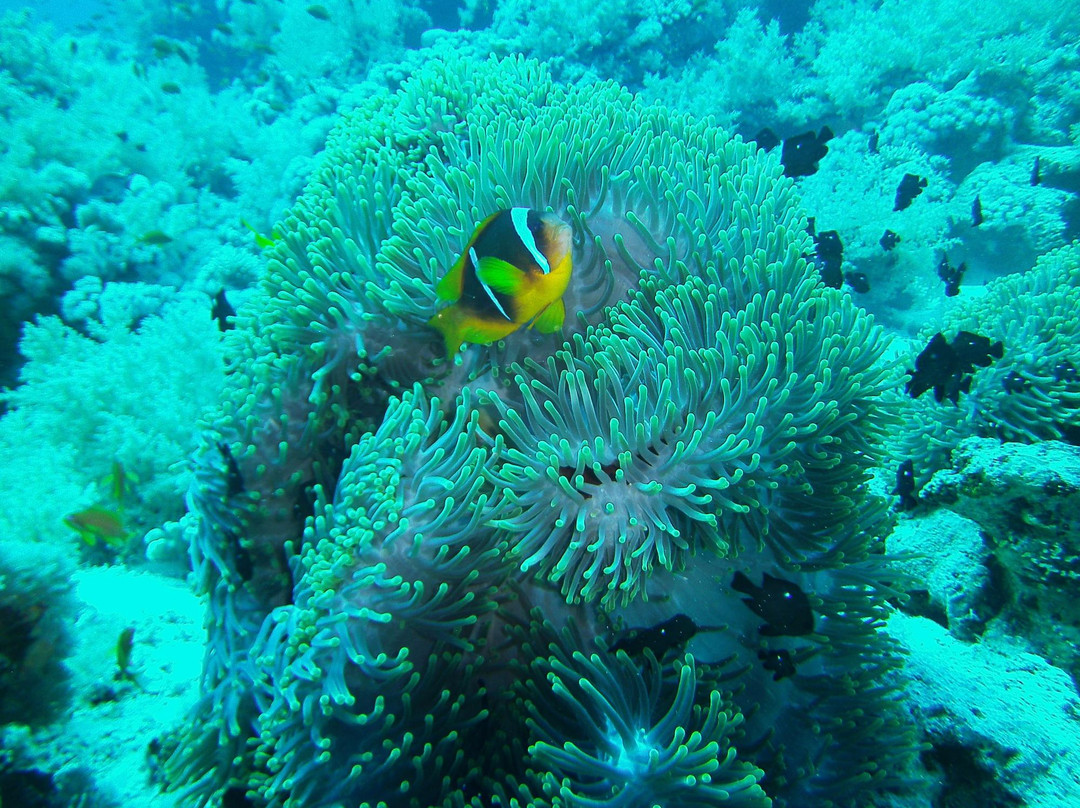 Alpha Dive Centre-斯特兰必去景点