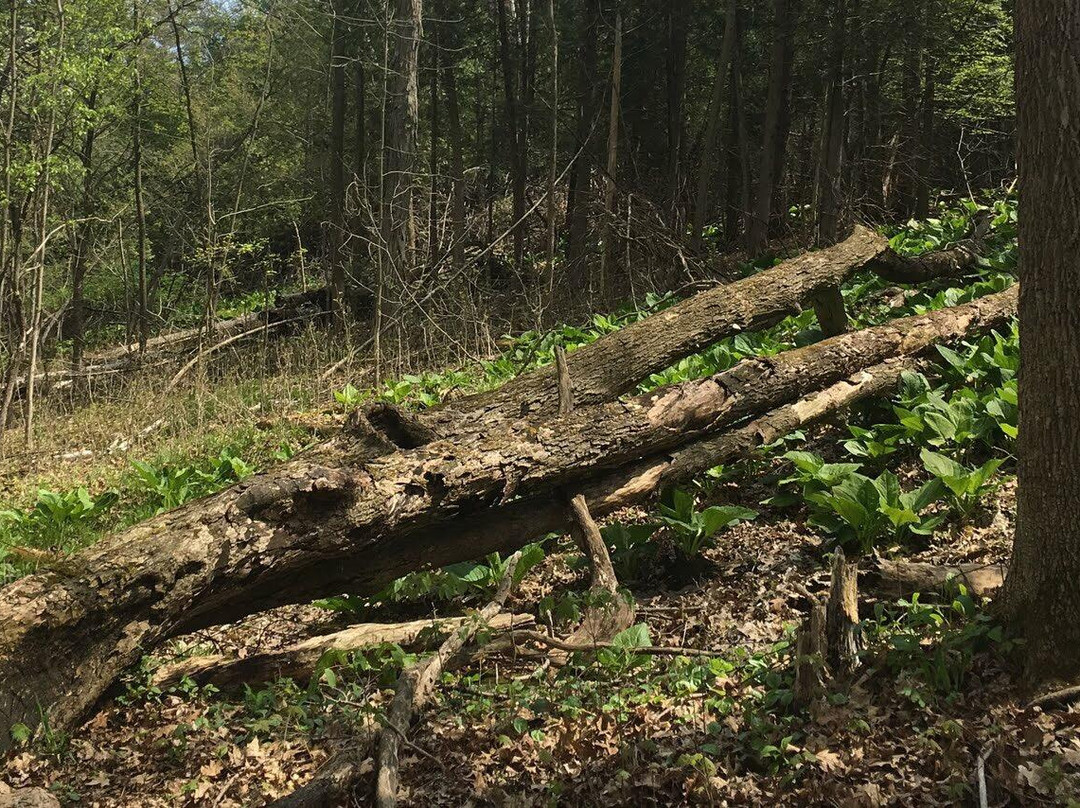 Komoka Provincial Park-伦敦必去景点