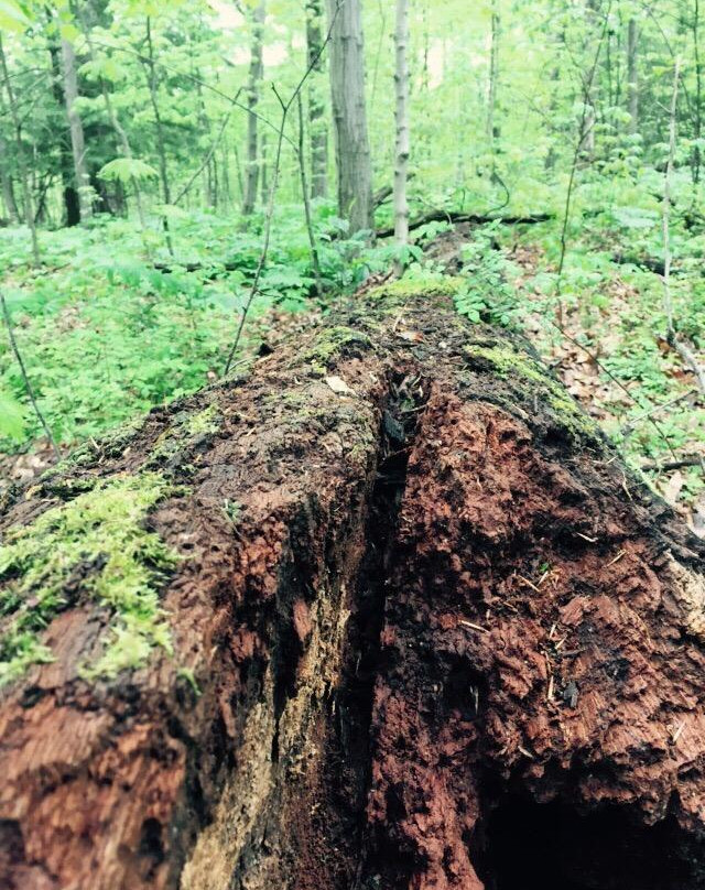 Wooster Memorial Park-Wooster必去景点