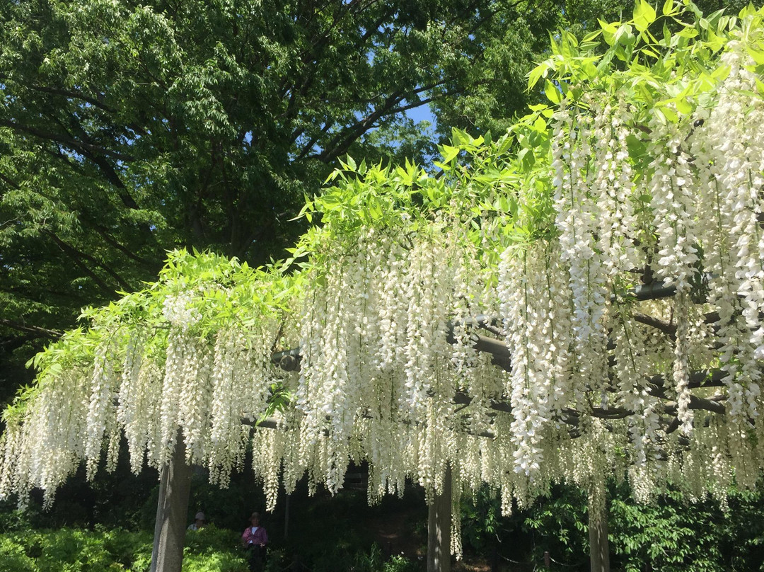 Tamashiki Park-加须市必去景点