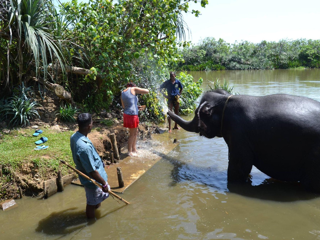 Water For Elephants景点图片
