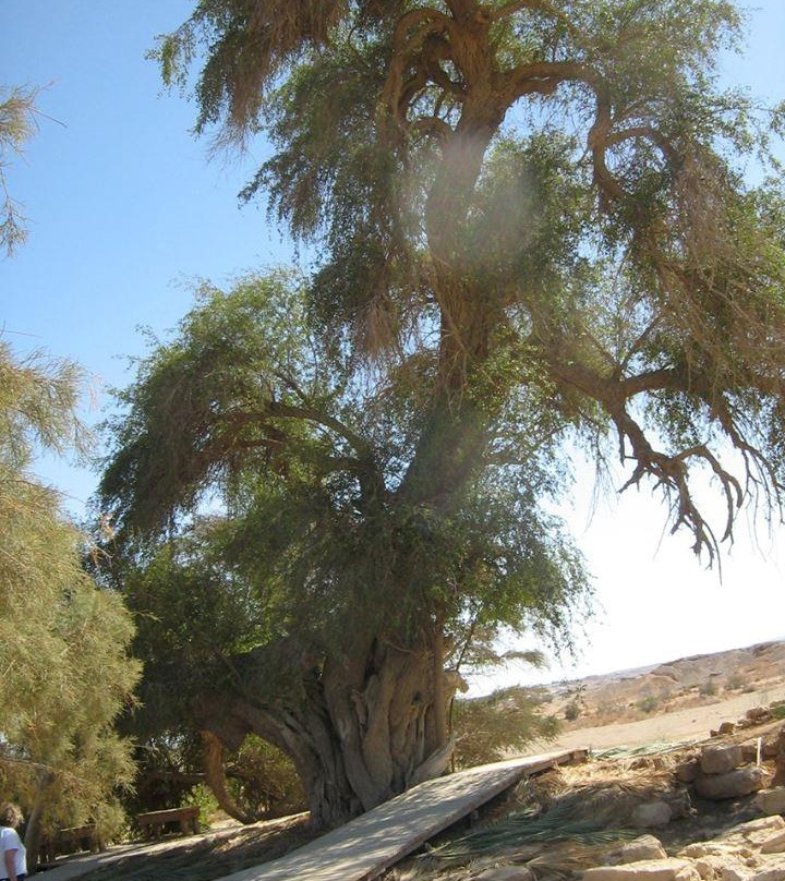 Biblical Tamar Park-Hazeva必去景点