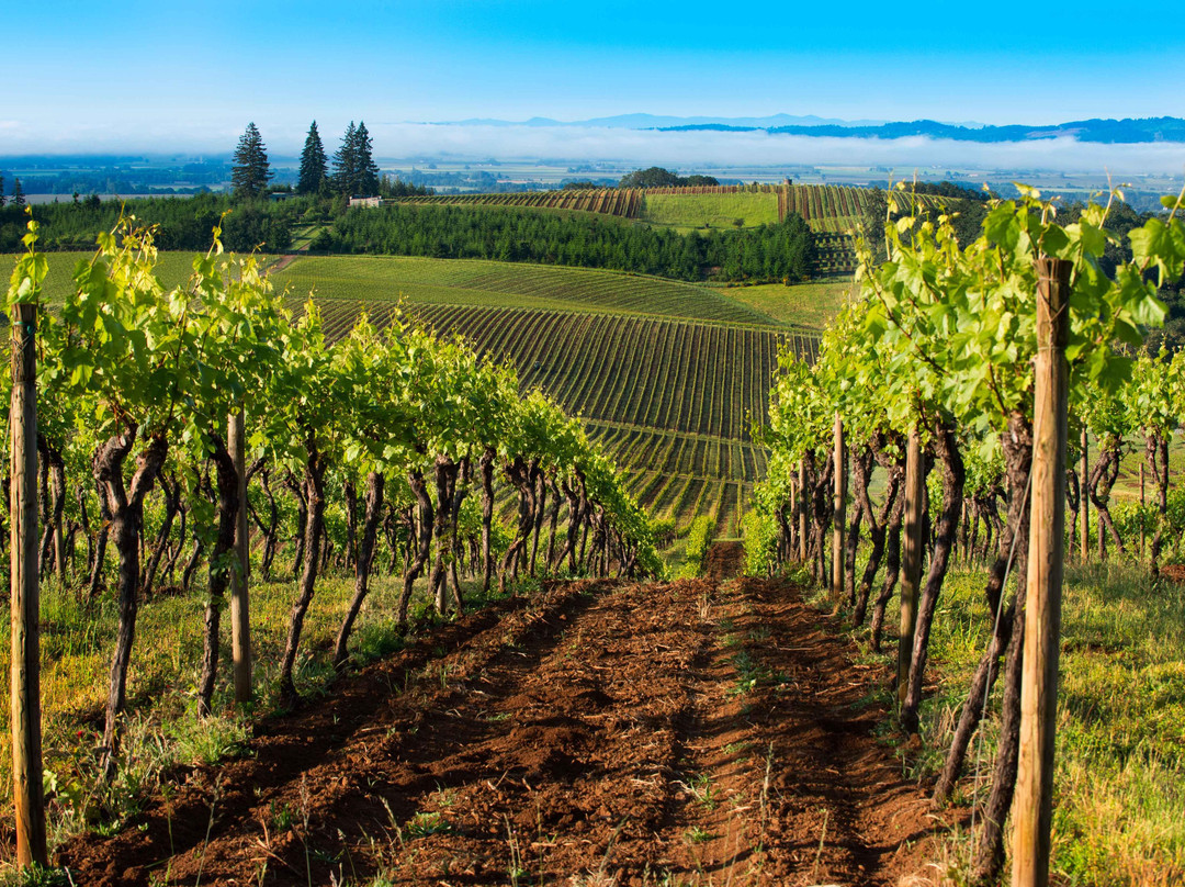 Hyland Estates Winery-Dundee必去景点