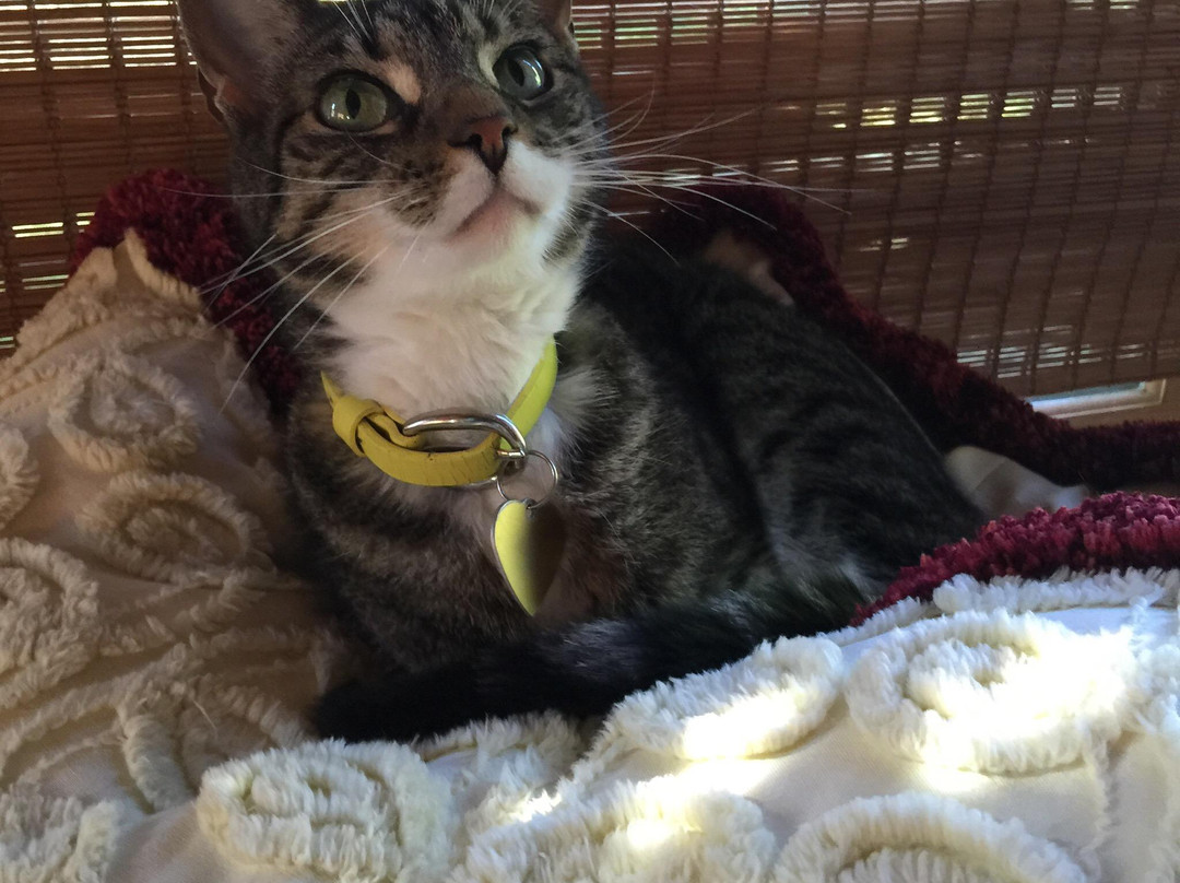 Retreat at TreeGap主图