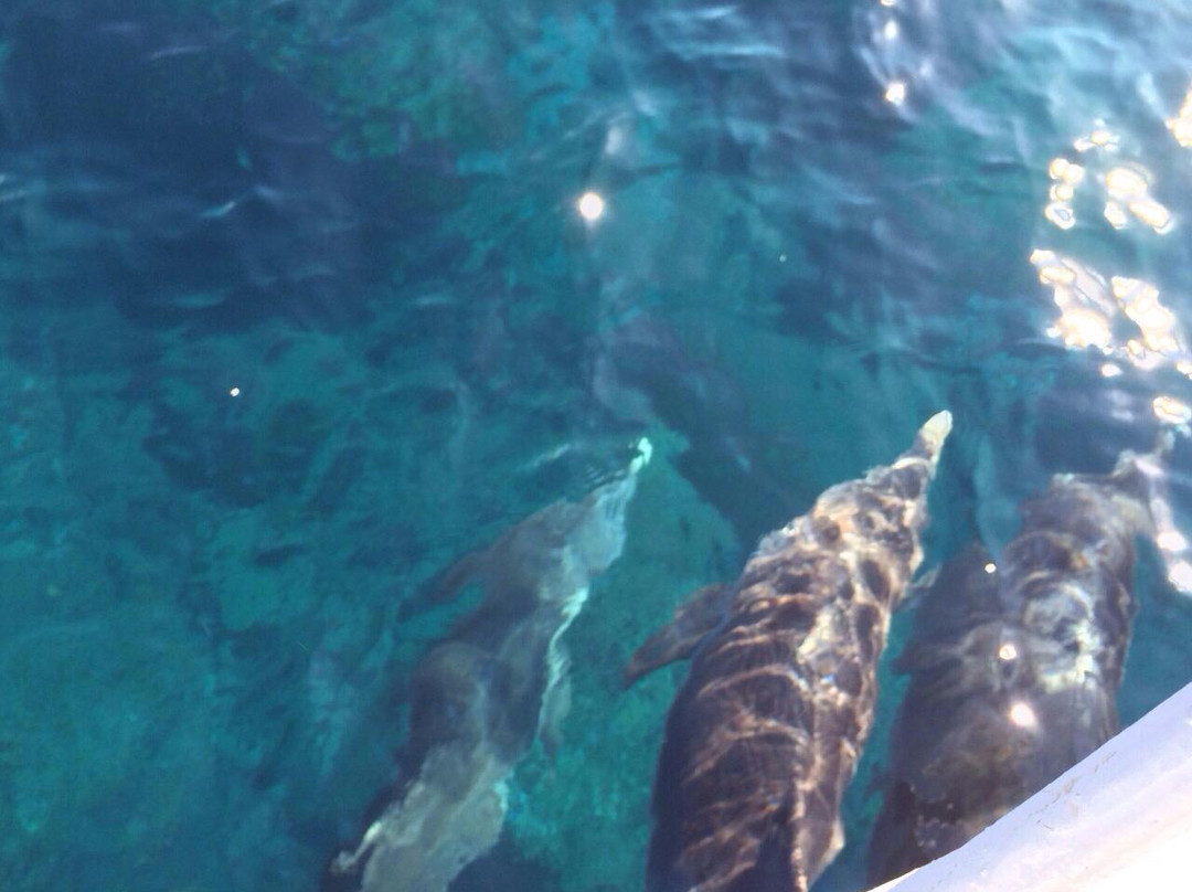 Anijima Seto Undersea Park-小笠原村必去景点