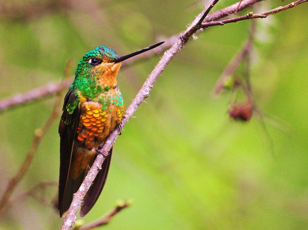 Aves Internacionales Colombia景点图片