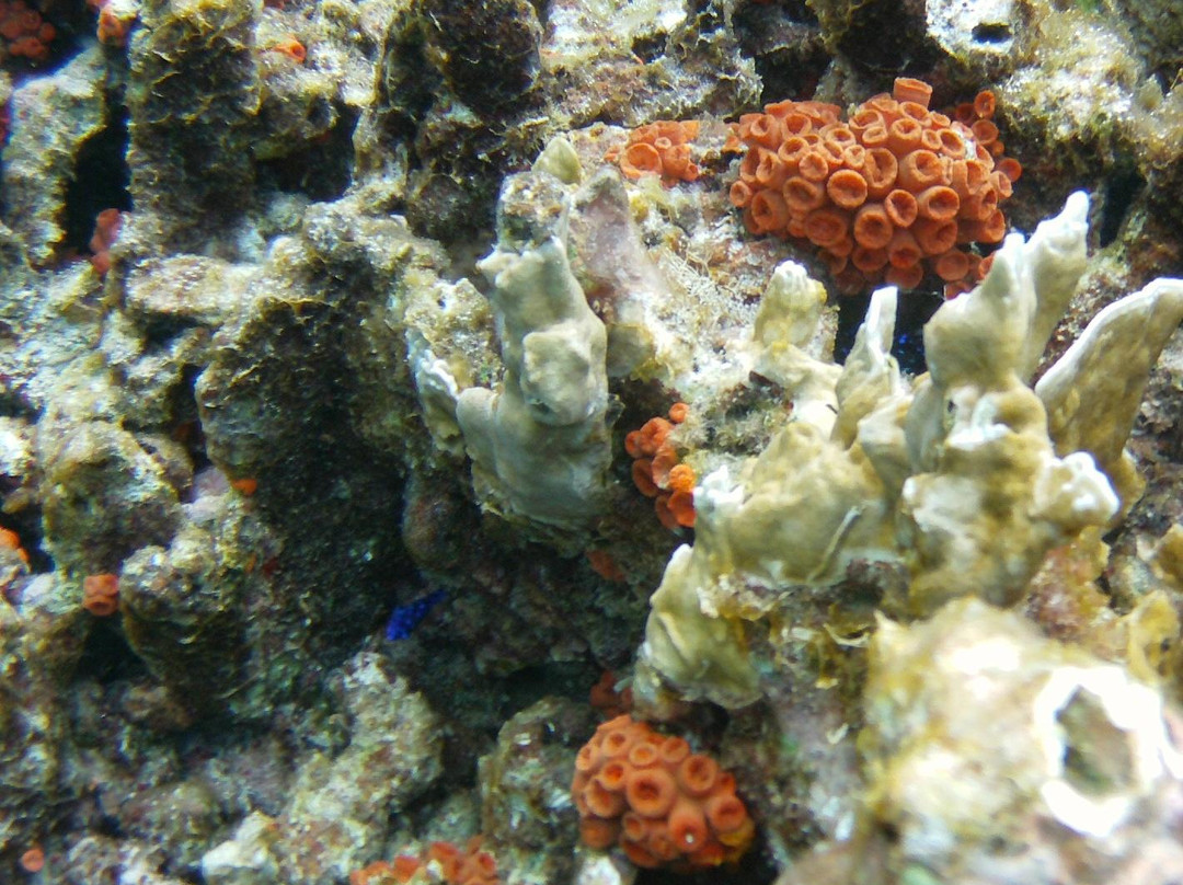 A Water Odyssey Scuba-Williamsport必去景点