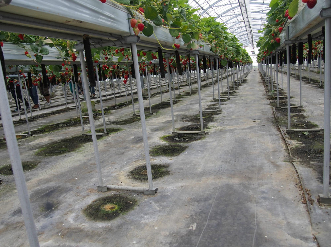 Izumikogawa Strawberry Farm-和泉市必去景点