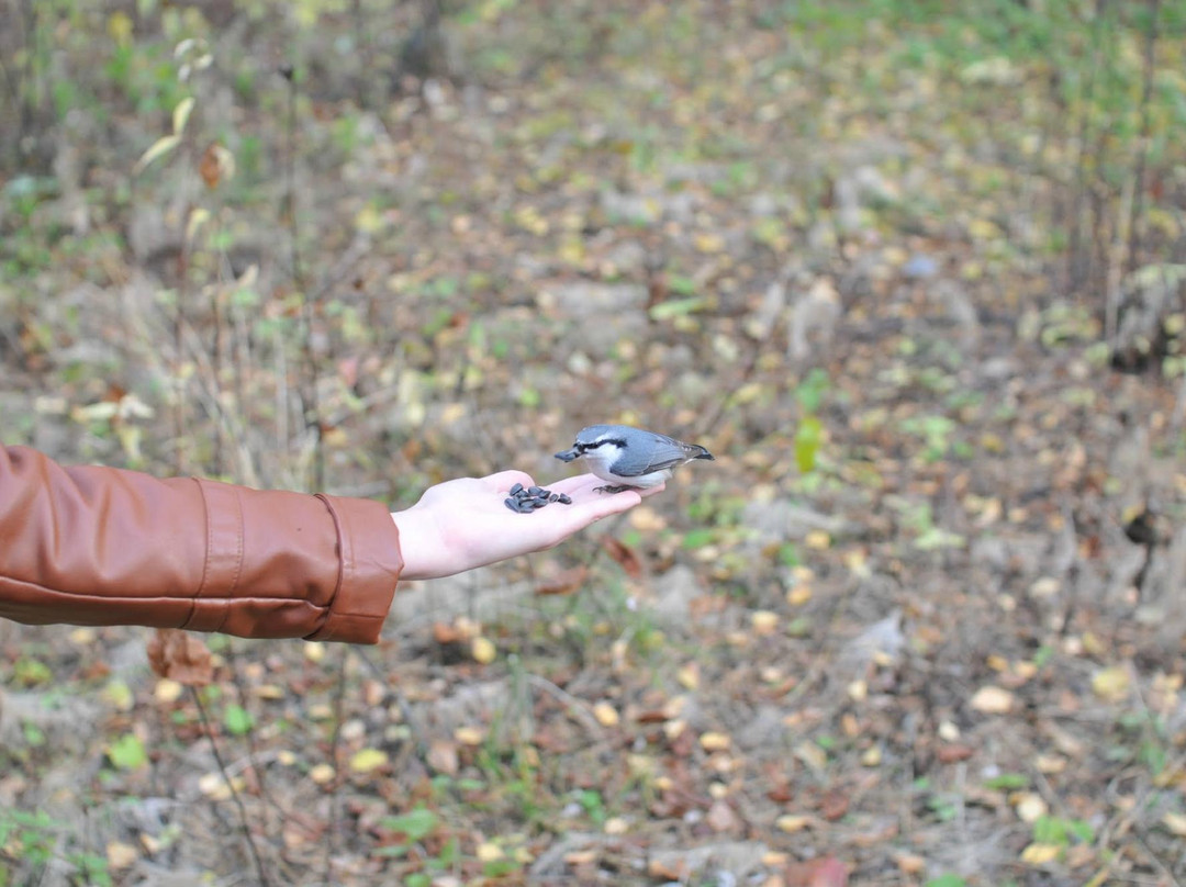 Kaiskaya Forest-伊尔库茨克必去景点