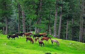 Banjosa Lake-Rawalakot必去景点