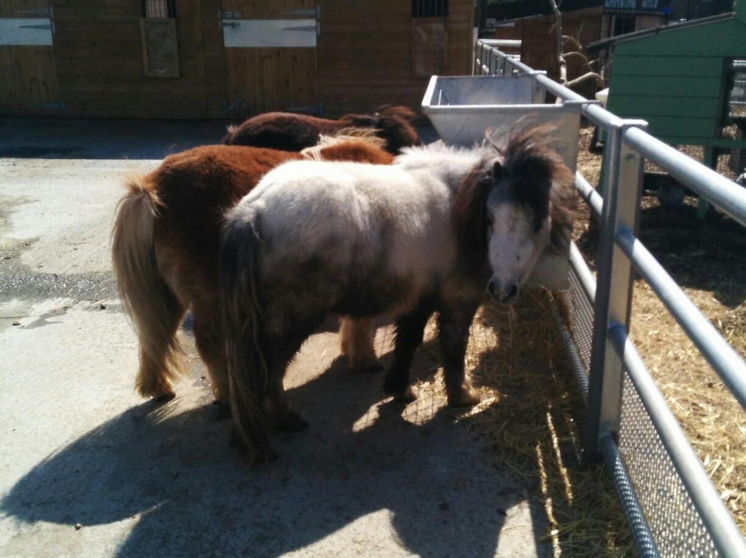 Brooks Farm-伦敦必去景点