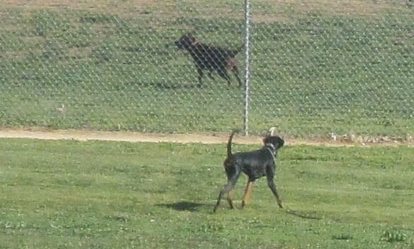Dog Park - Morgan Hill-摩根希尔必去景点