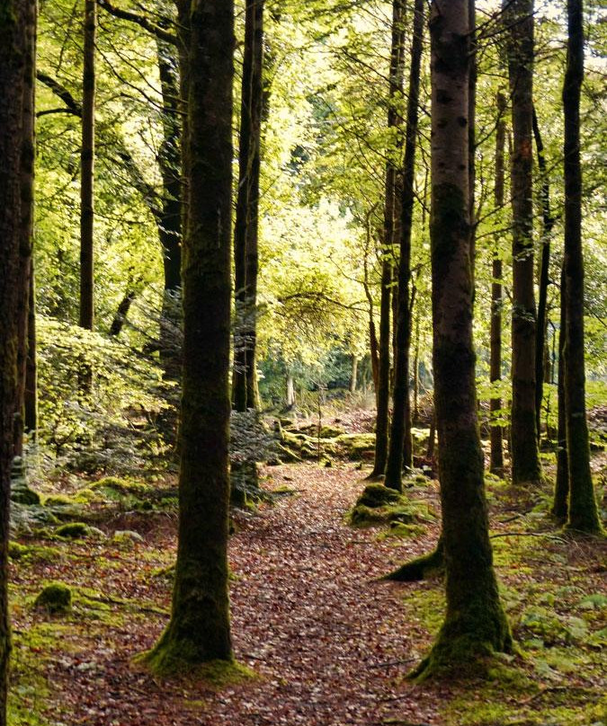 Glengarra Woods-卡希尔必去景点
