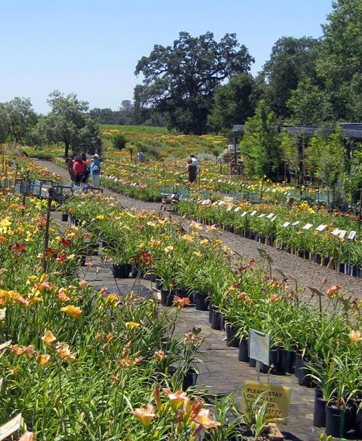Amador Flower Farm景点图片