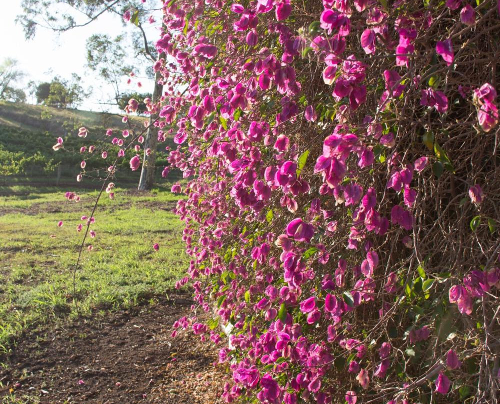 Mount View Estate Winery-Mount View必去景点