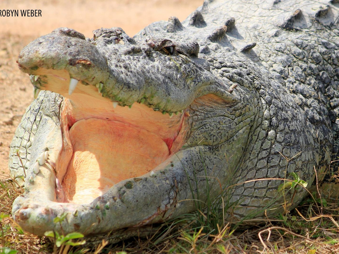 Crocodylus Park-达尔文市必去景点
