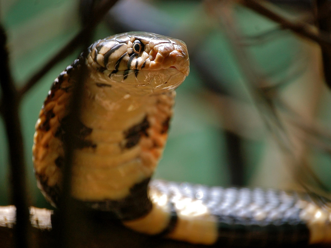 Uganda Reptile Village