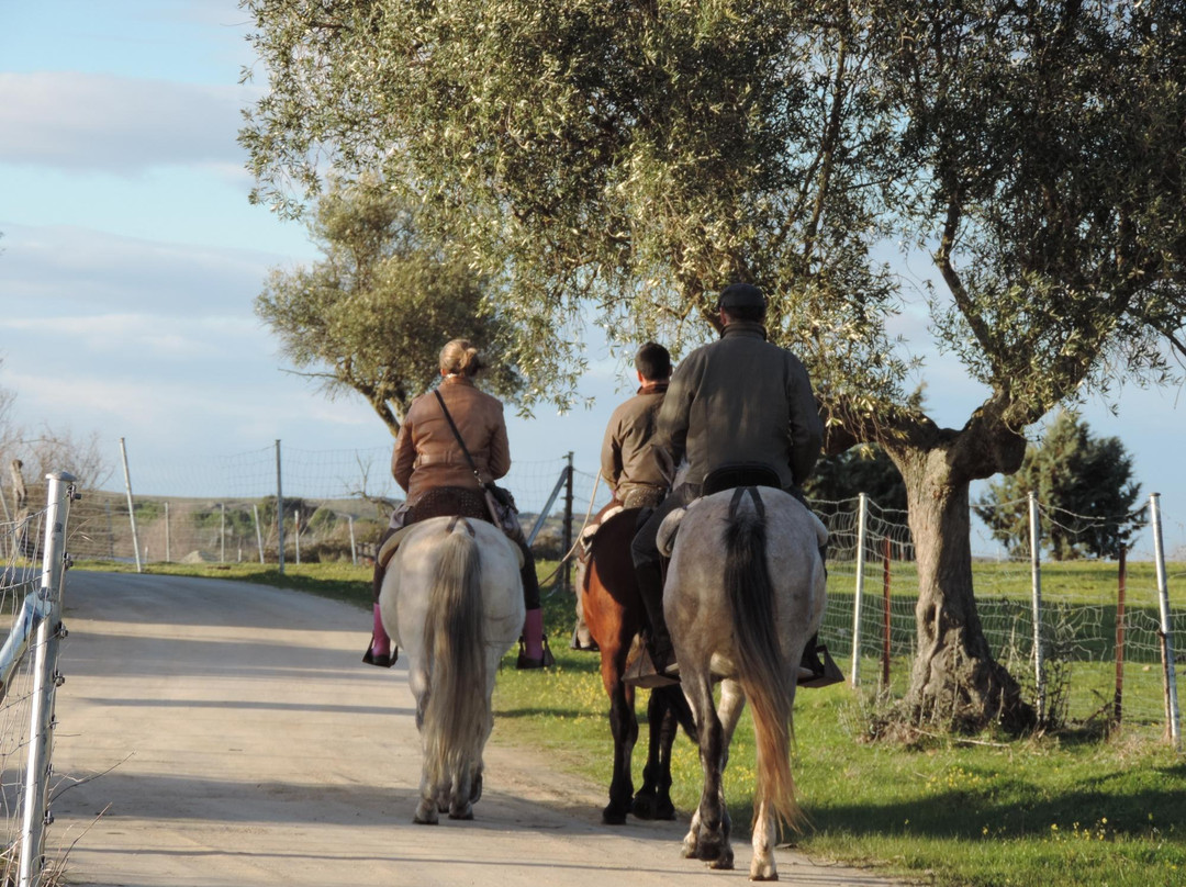 Activities Barbancho - Horseback Riding景点图片