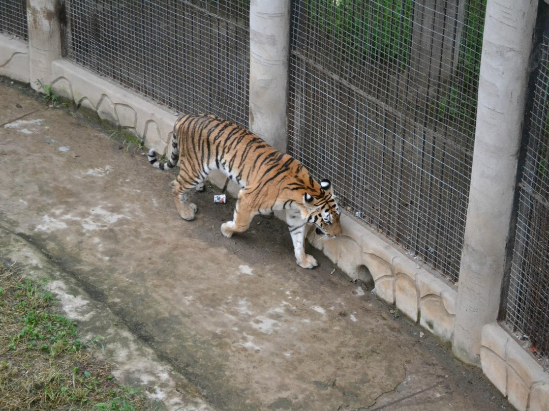 Pyongyang Central Zoo-平壤必去景点