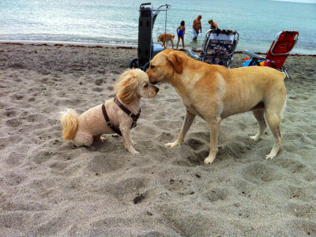 Brohard Paw Park-威尼斯必去景点