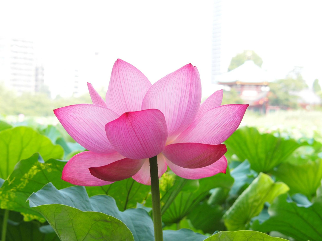 不忍池-Uenokoen必去景点