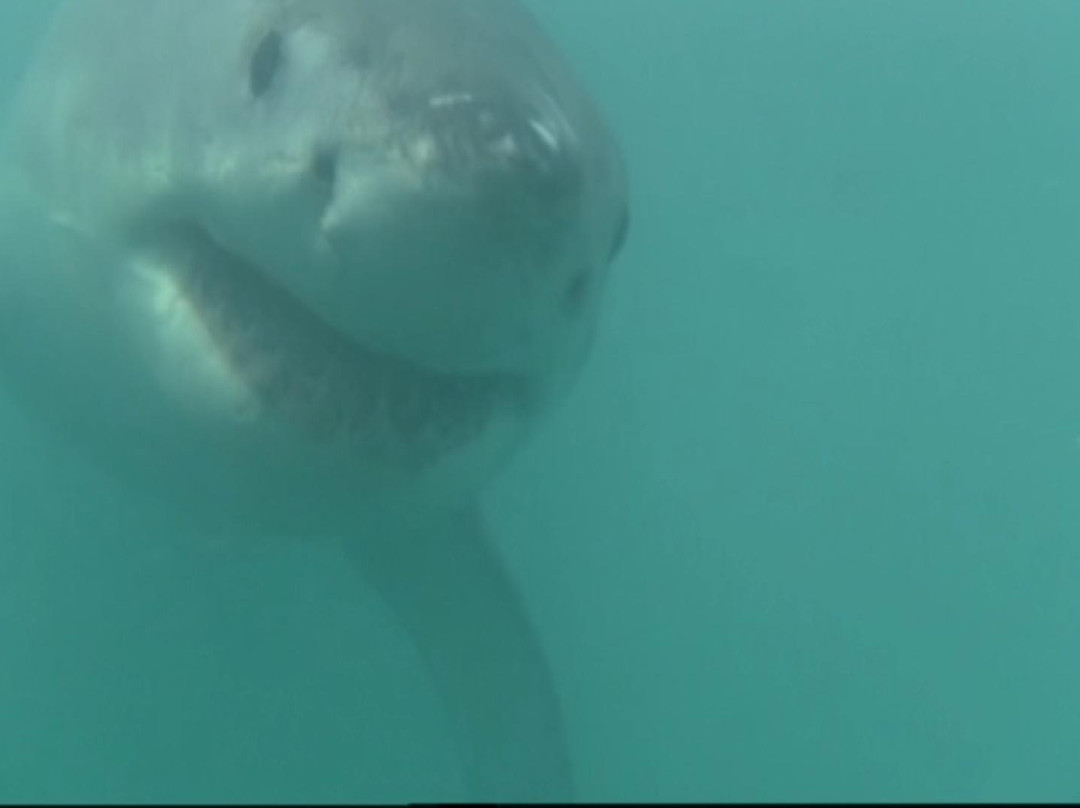 White Shark Safaris-干斯拜必去景点