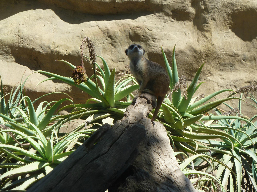 圣塔芭芭拉动物园-圣巴巴拉必去景点