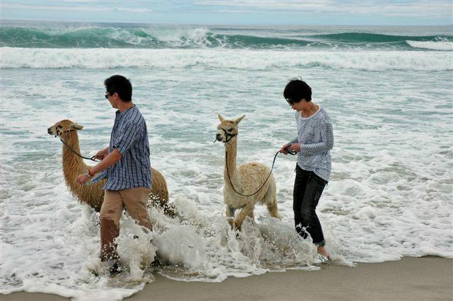 Alpaca Farm Experience景点图片