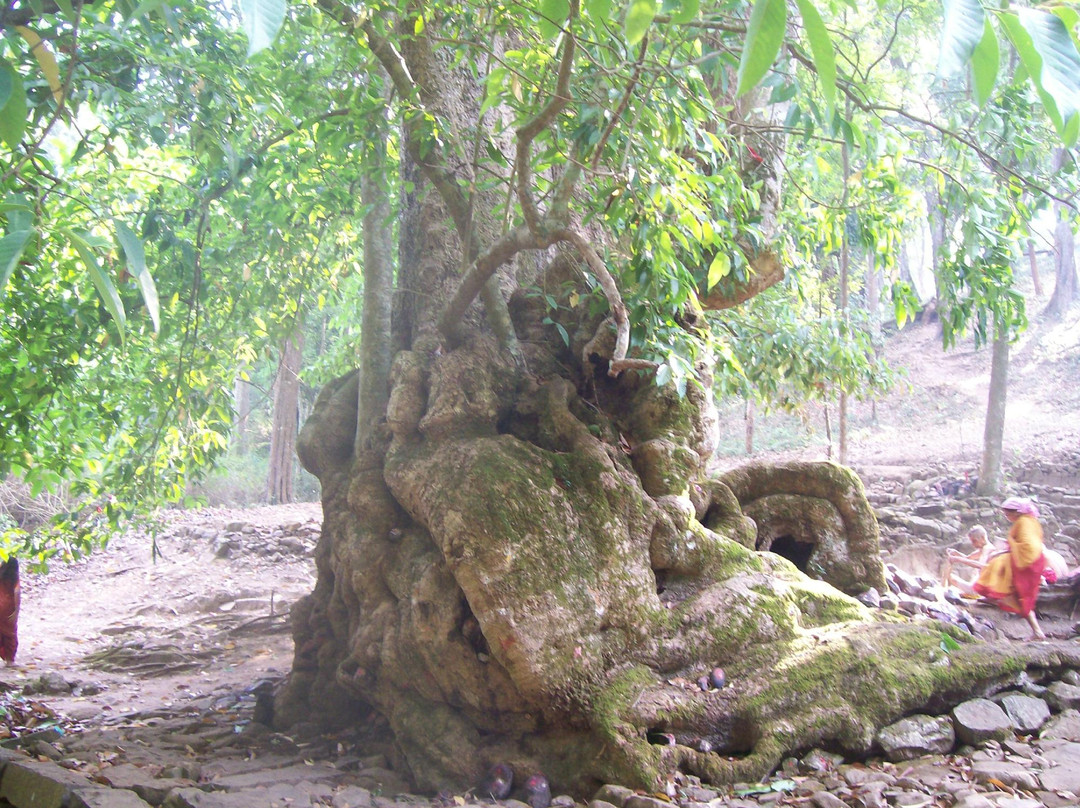 Biligirirangan Hills景点图片