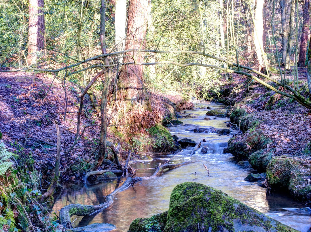Ecclesall Woods-谢菲尔德必去景点