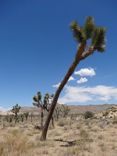 Queen Valley Road-约书亚树国家公园必去景点