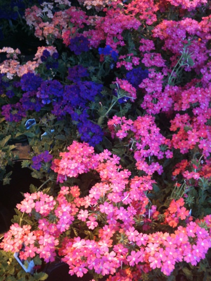 Capitol Market-查尔斯顿必去景点