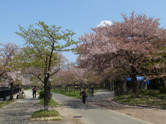 毛马樱之宫公园-大阪市必去景点