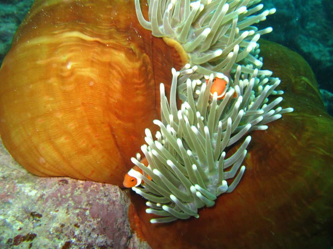 Reef Experience-凯恩斯必去景点