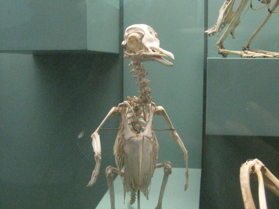 Museum of Natural History-爱荷华城必去景点