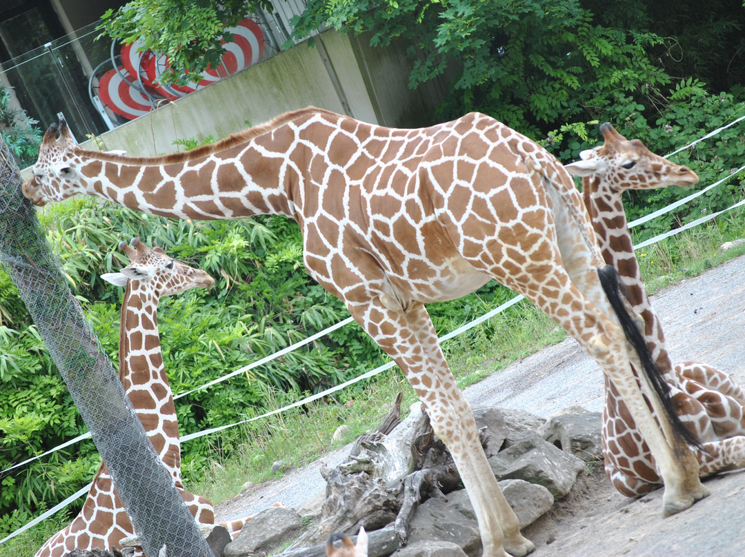 Zoo Duisburg景点图片