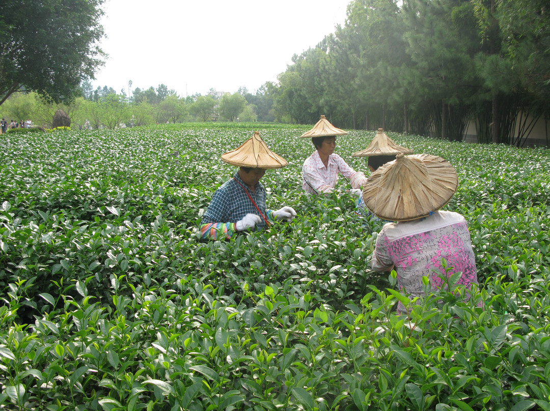 天福茶博物院-漳浦县必去景点