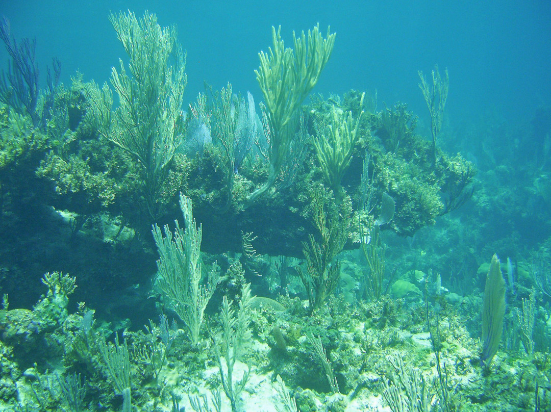Dive Exuma-George Town必去景点